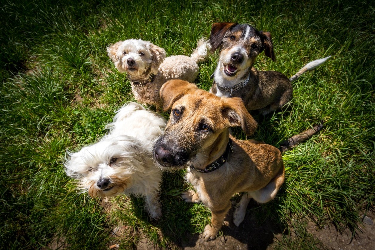 4 Claim Handling Steps When Investigating Dog Bite Claims